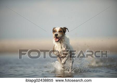Stock Photography - Parson Russell Terrier running through water. Fotosearch