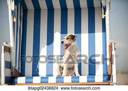 Parson Russell Terrier sitting in a beach chair View Large Photo Image Picture - Parson Russell Terrier sitting in a beach chair. Fotosearch