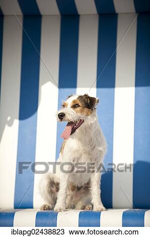 Parson Russell Terrier sitting in a beach chair View Large Photo Image Stock Image - Parson Russell Terrier sitting in a beach chair. Fotosearch