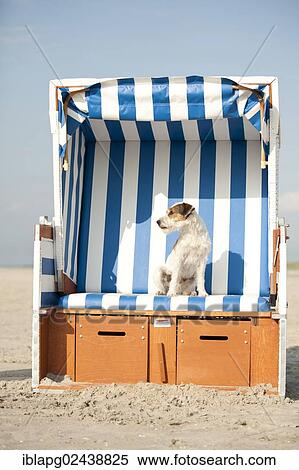 Parson Russell Terrier sitting in a beach chair View Large Photo Image Stock Photography - Parson Russell Terrier sitting in a beach chair. Fotosearch