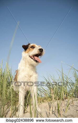 Stock Photograph - Parson Russell Terrier sitting in the grass. Fotosearch