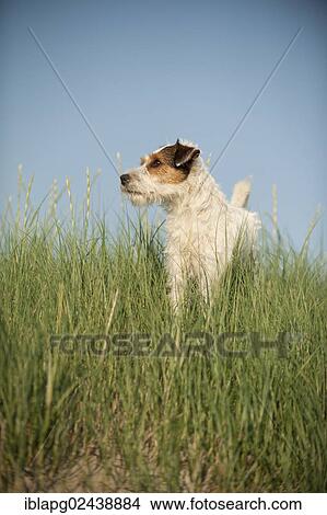 Parson Russell Terrier standing in grass View Large Photo Image Picture - Parson Russell Terrier standing in grass. Fotosearch