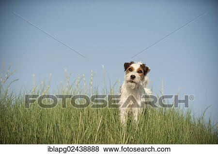 Stock Photo - Parson Russell Terrier standing in the grass. Fotosearch