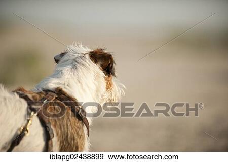 Parson Russell Terrier View Large Photo Image Stock Photo - Parson Russell Terrier. Fotosearch