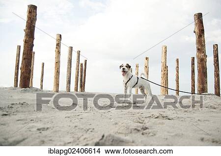 "Parson Russell Terrier tied on a leash at the beach, Sankt Peter-Ording, Schleswig-Holstein, Germany, Europe" View Large Photo Image Picture - "Parson Russell Terrier tied on a leash at the beach, Sankt Peter-Ording, Schleswig-Holstein, Germany, Europe". Fotosearch