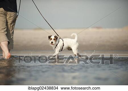 Parson Russell Terrier walking on a leash through the water View Large Photo Image Picture - Parson Russell Terrier walking on a leash through the water. Fotosearch