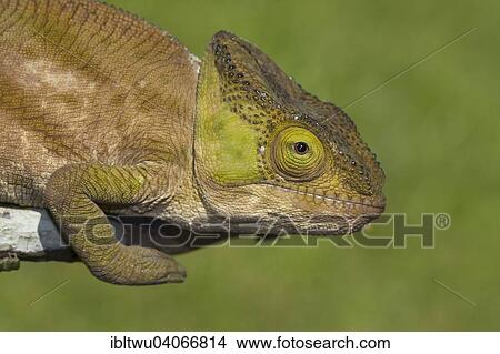 "Parson's chameleon (Calumma parsonii cristifer) in the rainforest of Andasibe, eastern Madagascar, Madagascar, Africa" View Large Photo Image Picture - "Parson's chameleon (Calumma parsonii cristifer) in the rainforest of Andasibe, eastern Madagascar, Madagascar, Africa". Fotosearch