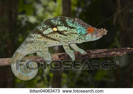 "Parson's Chameleon (Calumma parsonii), Eastern Madagascar, Madagascar, Africa" View Large Photo Image Stock Image - "Parson's Chameleon (Calumma parsonii), Eastern Madagascar, Madagascar, Africa". Fotosearch