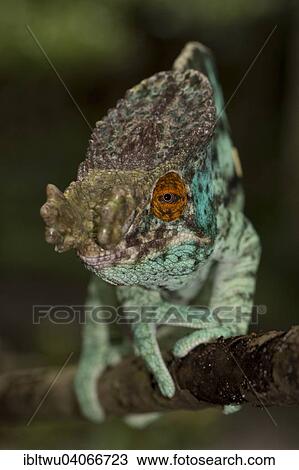 "Parson's Chameleon (Calumma parsonii cristifer), eastern Madagascar, Madagascar, Africa" View Large Photo Image Stock Image - "Parson's Chameleon (Calumma parsonii cristifer), eastern Madagascar, Madagascar, Africa". Fotosearch