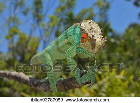 "Parson's Chameleon (Calumma parsonii), Madagascar, Africa" View Large Photo Image Stock Photo - "Parson's Chameleon (Calumma parsonii), Madagascar, Africa". Fotosearch