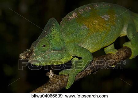 "Parson's Chameleon (Calumma parsonii cristifer) in the rainforest of Andasibe, eastern Madagascar, Madagascar, Africa" View Large Photo Image Stock Photo - "Parson's Chameleon (Calumma parsonii cristifer) in the rainforest of Andasibe, eastern Madagascar, Madagascar, Africa". Fotosearch