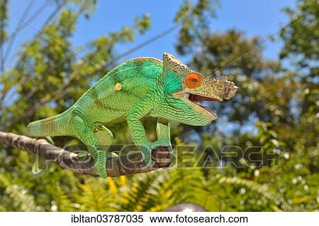 "Parson's Chameleon (Calumma parsonii), Madagascar, Africa" View Large Photo Image Stock Photography - "Parson's Chameleon (Calumma parsonii), Madagascar, Africa". Fotosearch