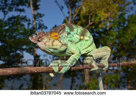 "Parson's Chameleon (Calumma parsonii), Madagascar, Africa" View Large Photo Image Stock Photography - "Parson's Chameleon (Calumma parsonii), Madagascar, Africa". Fotosearch
