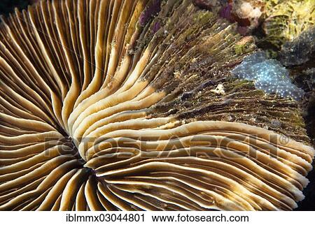 "Partial dying back mushroom coral (Fungia sp. ), Queensland, Australia, Oceania" View Large Photo Image Stock Image - "Partial dying back mushroom coral (Fungia sp. ), Queensland, Australia, Oceania". Fotosearch