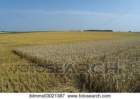 "Partially harvested wheat field, cornfield, Lengfeld, Otzberg, Hesse, Germany, Europe" View Large Photo Image Stock Photo - "Partially harvested wheat field, cornfield, Lengfeld, Otzberg, Hesse, Germany, Europe". Fotosearch