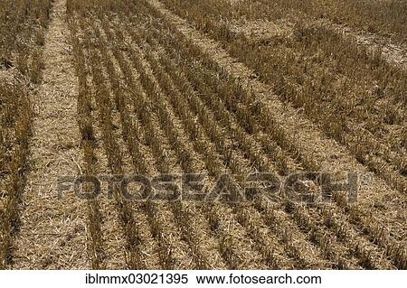 "Partially harvested wheat field, cornfield, stubble field, Lengfeld, Otzberg, Hesse, Germany, Europe" View Large Photo Image Stock Photography - "Partially harvested wheat field, cornfield, stubble field, Lengfeld, Otzberg, Hesse, Germany, Europe". Fotosearch