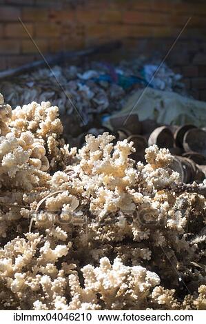 Stock Image - "Partly protected species of coral for making jewelry and decoration in a factory, Vung Tao, Vietnam, Asia". Fotosearch