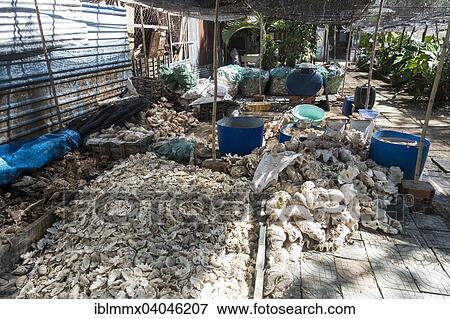 Stock Photo - "Partly protected species of shells for making jewelry and decoration, Vung Tao, Vietnam, Asia". Fotosearch