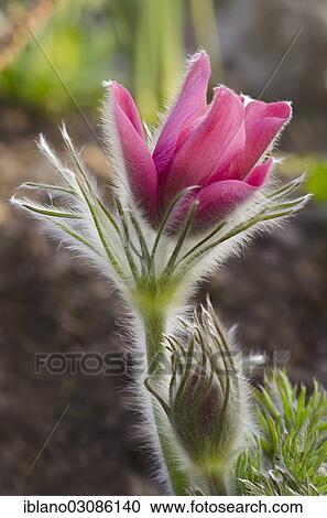 "Pasque flower, Pasqueflower or Dane's blood (Pulsatilla vulgaris), garden variety, Tyrol, Austria, Europe" View Large Photo Image Stock Image - "Pasque flower, Pasqueflower or Dane's blood (Pulsatilla vulgaris), garden variety, Tyrol, Austria, Europe". Fotosearch