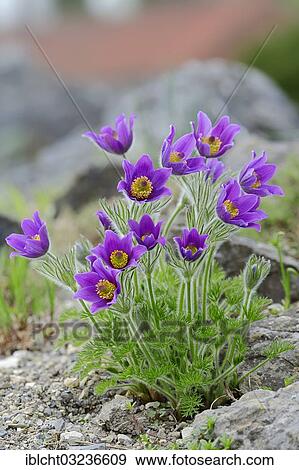"Pasque flower, Pasqueflower or Dane's Blood (Pulsatilla vulgaris), in flower, North Rhine-Westphalia, Germany, Europe" View Large Photo Image Stock Photo - "Pasque flower, Pasqueflower or Dane's Blood (Pulsatilla vulgaris), in flower, North Rhine-Westphalia, Germany, Europe". Fotosearch