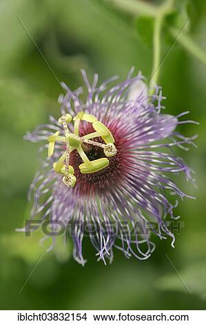 "Passionflower or Purple Granadilla (Passiflora edulis), flower, native to South America" View Large Photo Image Picture - "Passionflower or Purple Granadilla (Passiflora edulis), flower, native to South America". Fotosearch