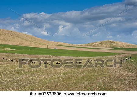 "Pasture, on the border of Iran, Darbandikhan, Iraqi Kurdistan, Iraq, Asia" View Large Photo Image Stock Photograph - "Pasture, on the border of Iran, Darbandikhan, Iraqi Kurdistan, Iraq, Asia". Fotosearch