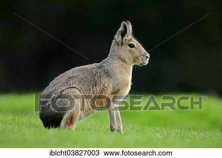 Stock Image - "Patagonian Cavy or Patagonian Mara (Dolichotis patagonum), native to Argentina, captive, Germany, Europe". Fotosearch