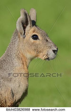 "Patagonian Cavy or Patagonian Mara (Dolichotis patagonum), portrait, native to Argentina, captive, Germany, Europe" View Large Photo Image Stock Photo - "Patagonian Cavy or Patagonian Mara (Dolichotis patagonum), portrait, native to Argentina, captive, Germany, Europe". Fotosearch