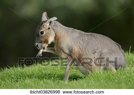 "Patagonian Cavy or Patagonian Mara (Dolichotis patagonum), native to Argentina, captive, Germany, Europe" View Large Photo Image Stock Photo - "Patagonian Cavy or Patagonian Mara (Dolichotis patagonum), native to Argentina, captive, Germany, Europe". Fotosearch