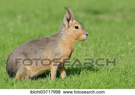 "Patagonian mara (Dolichotis patagonum) native to South America, captive, North Rhine-Westphalia, Germany, Europe" View Large Photo Image Stock Photo - "Patagonian mara (Dolichotis patagonum) native to South America, captive, North Rhine-Westphalia, Germany, Europe". Fotosearch