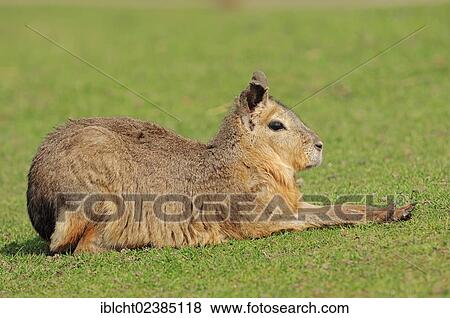 "Patagonian Mara or Patagonian Cavy (Dolichotis patagonum), native to Argentina, South America, in captivity, North Rhine-Westphalia, Germany, Europe" View Large Photo Image Stock Photo - "Patagonian Mara or Patagonian Cavy (Dolichotis patagonum), native to Argentina, South America, in captivity, North Rhine-Westphalia, Germany, Europe". Fotosearch