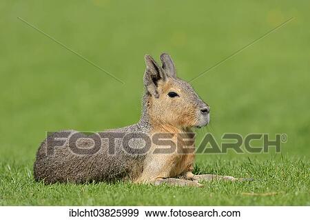 "Patagonian Mara or Patagonian Cavy (Dolichotis patagonum), native to Argentina, captive, Germany, Europe" View Large Photo Image Stock Photo - "Patagonian Mara or Patagonian Cavy (Dolichotis patagonum), native to Argentina, captive, Germany, Europe". Fotosearch