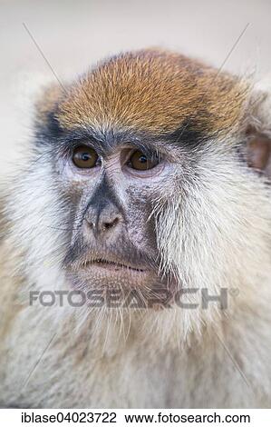 Stock Image - "Patas Monkey (Erythrocebus patas), worried, Nationalpark Djoudj, Senegal, Africa". Fotosearch