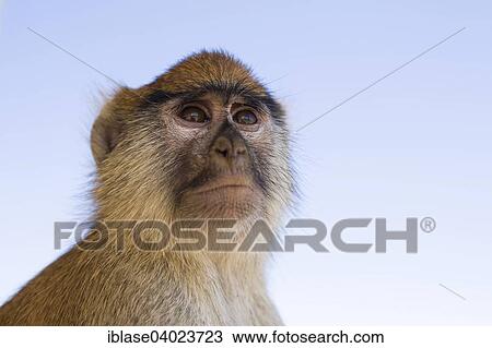 "Patas Monkey (Erythrocebus patas), looking up, Nationalpark Djoudj, Senegal, Africa" View Large Photo Image Stock Image - "Patas Monkey (Erythrocebus patas), looking up, Nationalpark Djoudj, Senegal, Africa". Fotosearch