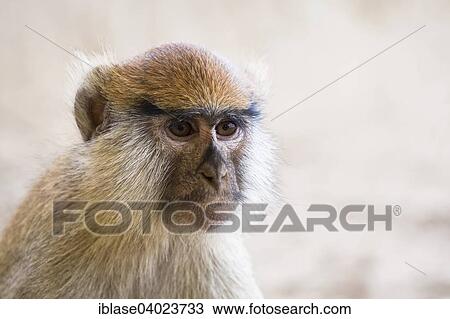 Stock Image - "Patas Monkey (Erythrocebus patas), Nationalpark Djoudj, Senegal, Africa". Fotosearch