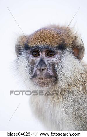 "Patas Monkey (Erythrocebus patas), Nationalpark Djoudj, Senegal, Africa" View Large Photo Image Stock Photo - "Patas Monkey (Erythrocebus patas), Nationalpark Djoudj, Senegal, Africa". Fotosearch
