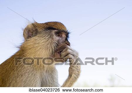 "Patas Monkey (Erythrocebus patas), eating, Nationalpark Djoudj, Senegal, Africa" View Large Photo Image Stock Photograph - "Patas Monkey (Erythrocebus patas), eating, Nationalpark Djoudj, Senegal, Africa". Fotosearch
