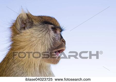 "Patas Monkey (Erythrocebus patas), eating, Nationalpark Djoudj, Senegal, Africa" View Large Photo Image Stock Photography - "Patas Monkey (Erythrocebus patas), eating, Nationalpark Djoudj, Senegal, Africa". Fotosearch