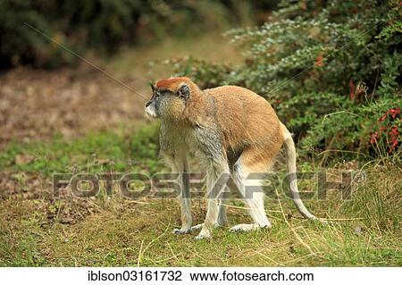Stock Image - "Patas Monkey, Wadi Monkey or Hussar Monkey (Erythrocebus patas patas), native to Africa, adult, captive, Apeldoorn, Gelderland, The Netherlands, Europe". Fotosearch