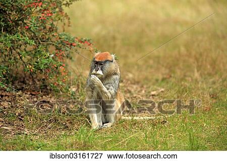 Stock Photo - "Patas Monkey, Wadi Monkey or Hussar Monkey (Erythrocebus patas patas), native to Africa, adult, feeding, captive, Apeldoorn, Gelderland, The Netherlands, Europe". Fotosearch