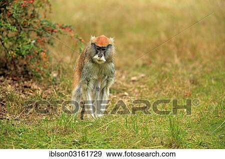 "Patas Monkey, Wadi Monkey or Hussar Monkey (Erythrocebus patas patas), native to Africa, adult, captive, Apeldoorn, Gelderland, The Netherlands, Europe" View Large Photo Image Stock Photo - "Patas Monkey, Wadi Monkey or Hussar Monkey (Erythrocebus patas patas), native to Africa, adult, captive, Apeldoorn, Gelderland, The Netherlands, Europe". Fotosearch