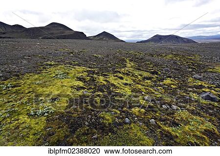 Stock Image - "Patch of green vegetation in rocky landscape, highlands, Iceland, Europe". Fotosearch