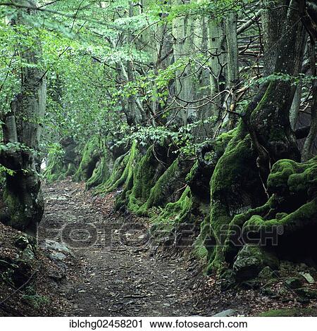 Stock Image - "Path bordered with old beech trees (Fagus sp. ), Allier, Bourbonnais, Auvergne, France, Europe". Fotosearch