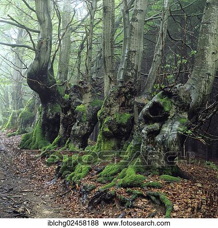"Path bordered with old beech trees (Fagus sp. ), Allier, Bourbonnais, Auvergne, France, Europe" View Large Photo Image Stock Photo - "Path bordered with old beech trees (Fagus sp. ), Allier, Bourbonnais, Auvergne, France, Europe". Fotosearch