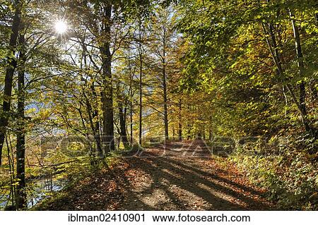 "Path in a beech forest on lake Offensee, Ebensee, Salzkammergut region, Upper Austria, Austria, Europe" View Large Photo Image Stock Image - "Path in a beech forest on lake Offensee, Ebensee, Salzkammergut region, Upper Austria, Austria, Europe". Fotosearch