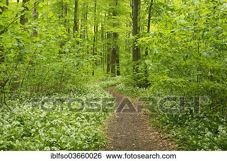 "Path in the spring forest with flowering Ramsons or Wild Garlic (Allium ursinum), Hainich National Park, Thuringia, Germany, Europe" View Large Photo Image Stock Photograph - "Path in the spring forest with flowering Ramsons or Wild Garlic (Allium ursinum), Hainich National Park, Thuringia, Germany, Europe". Fotosearch