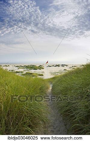 "Path leading through the dunes to the beach, Nebel, Amrum, Amrum, North Frisian Islands, Schleswig-Holstein, Germany, Europe" View Large Photo Image Stock Photography - "Path leading through the dunes to the beach, Nebel, Amrum, Amrum, North Frisian Islands, Schleswig-Holstein, Germany, Europe". Fotosearch