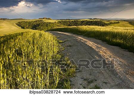"Path leading through the fields and hills of Crete Senesi, Tuscany, Italy, Europe" View Large Photo Image Picture - "Path leading through the fields and hills of Crete Senesi, Tuscany, Italy, Europe". Fotosearch