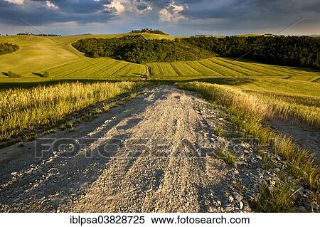 "Path leading through the fields and hills of Crete Senesi, Tuscany, Italy, Europe" View Large Photo Image Stock Photography - "Path leading through the fields and hills of Crete Senesi, Tuscany, Italy, Europe". Fotosearch