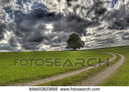 "Path leading to a tree, cloudy sky, Dirlewang, Lower Allgau, Bavaria, Germany, Europe" View Large Photo Image Stock Photo - "Path leading to a tree, cloudy sky, Dirlewang, Lower Allgau, Bavaria, Germany, Europe". Fotosearch